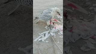 Hunting Gyrfalcon 😍birds falcon explore eagle qatar اكسبلور russia india pakistan shaheen [upl. by Cadmarr590]