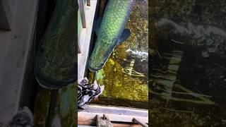 Arapaima still couldnt eat the kitten 🗿 arapaima shorts ytshorts arapaimagigas monsterfish [upl. by Anwahsed]