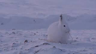 Arctic hare foraging Ellesmere Island Nunavut Canada [upl. by Atwekk]