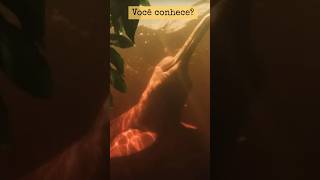 BOTO CORDEROSA CONHEÇA o INCRÍVEL GOLFINHO da AMAZÔNIA shorts viral [upl. by Falzetta]