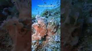 Scuba diving in mauritius scubalovers scubadivingislife scubadiving [upl. by Ahsitra]