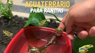 RANAS para el ACUATERRARIO 🐸 [upl. by Edijabab881]