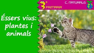 Ciències de la Naturalesa 3r Primària Tema 1 Grups déssers vius plantes i animals [upl. by Atsirc472]