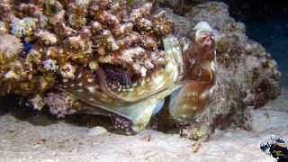 Red Sea Egypt Berenice 2022 Polpo Rosso Grande Octopus cyanea [upl. by Atiuqcir]