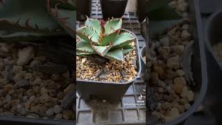 オテロイ 実生 植え替え 塊根植物 灌木 多肉植物 アガベ shorts plant plants agave cactus garden plantcare plantlover [upl. by Kenwood]