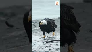 Majestic Eagles Brave Winters Fury in Stunning Footage [upl. by Ledniahs136]