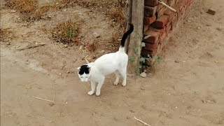 My cats beautiful mansion foryou cutecat funny animals funnycats vloglife vlog asmr cat [upl. by Divadnhoj]