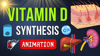 🌞 SYNTHESIS OF VITAMIN D  ANIMATION [upl. by Audra]