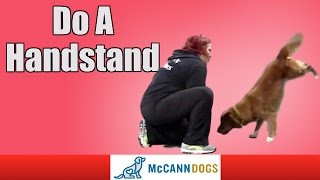 Dog Tricks Teach Your Dog To Do A Handstand [upl. by Wardlaw]