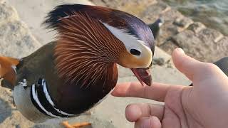 Mandarin Duck lets me pet him [upl. by Fadas]