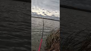 Decent Walleye fishing mychannel freshwaterfish shorts walleye blowup pikefishing [upl. by Sej]