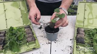 EP102  How to pot up established Geranium plug plants 5minutefriday [upl. by Eade503]