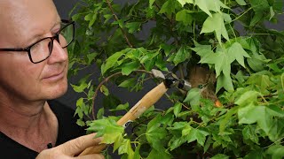 Approach grafting on Trident maple for bonsai [upl. by Yelhs]