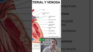 Entiende el Ciclo de Circulación Sangre y Corazón [upl. by Ziana984]