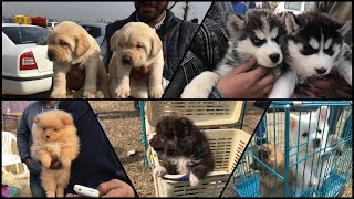 Wholesale Dog Market At Ludhiana Dog Show 27 January 2019 [upl. by Otreblaug31]