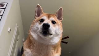 CUTEST Shiba Inu BEGS for Ice from Fridge 🥺 You Wont Believe How Adorable [upl. by Seraphine]