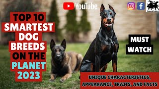 Top 10 Smartest Dog Breeds on the Planet  Breeds Of Smartest Dogs In The World  Animals Addict [upl. by Lleuqram42]