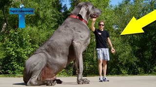 Top 12 Biggest Dogs In The World  Worlds Largest Dog Breeds [upl. by Raff]