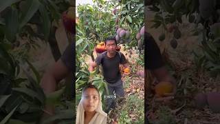 Abar aam gulo khoob misty kheti pastpuja1 shots videos mango 🥭🥭🥭 [upl. by Ahtenek]