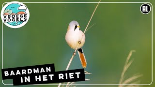 Baardmannetje op een rietstengel  Zelf Geschoten  Vroege Vogels [upl. by Gnirol]