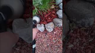 Fertilizing my Washingtonia Filifera California Fan Palm June 15th ABQ [upl. by Nogas843]