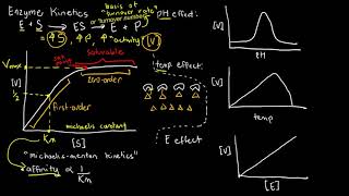 BIOCHEM 20  Enzyme Kinetics MichaelisMenten plots [upl. by Abeh]