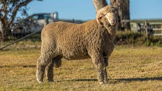 Adelaide Ram Sale Greenfields Lot 16 [upl. by Nevetse]