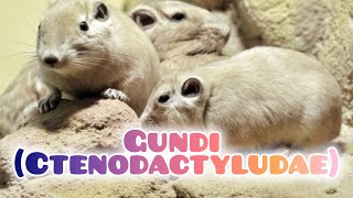 Datos y curiosidades sobre el Gundi Ctenodactylidae  SafariPix [upl. by Nairdna555]