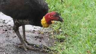 Australian Brushturkey 30 [upl. by Ammeg]