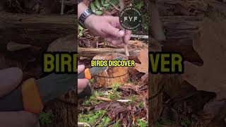 BEST Bird Feeder for Bushcraft Enthusiasts [upl. by Sansbury867]