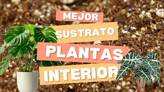 EL MEJOR SUSTRATO PARA PLANTAS DE INTERIOR [upl. by Ainirtak]