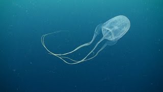 Box jellyfish class Cubozoa 03 November 2014 Sail Rock Underwater video [upl. by Stinson156]