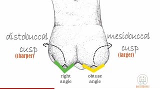 Permanent Maxillary 1st molar  Part 1 [upl. by Erot863]