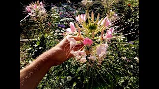 How to grow Cleome Hassleriana spider flower from seed [upl. by Tomasz414]