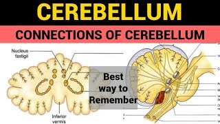 Cerebellum 3  Connections of Cerebellum [upl. by Enoid]