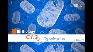 IB Bio C12 Cell Respiration HL Note ib ibbiology biology respiration [upl. by Whipple]