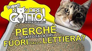 PERCHÈ il GATTO fà la PIPÌ FUORI dalla LETTIERA [upl. by Ttimme]