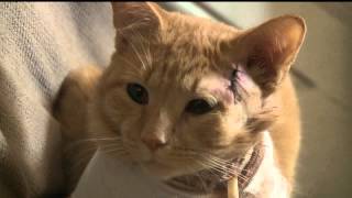 Hes my sons little hero Cat takes a bullet and saves 3 year old in York [upl. by Blandina550]