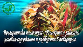 Прозерпинака палюстрис Proserpinaca palustris условия содержания и разведения в аквариуме [upl. by Ardnauqal]