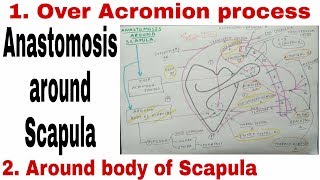 Anastomosis Around Scapula  Body of Scapula and Acromion Process [upl. by Coletta]