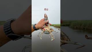 Male Vs Female Blue Crab Identification [upl. by Aelanej]