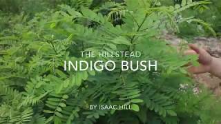 Indigo Bush [upl. by Ysnap]