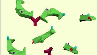 monoclonal vs polyclonal antibodies [upl. by Pegg]