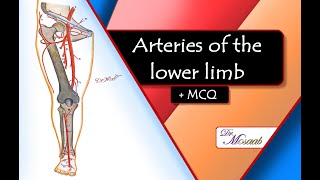 Arteries of the lower limb [upl. by Ahsek758]