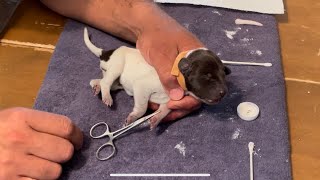 Docking Puppies Tails amp Removing Dewclaws  How To  German Shorthaired Pointer Breed Standard [upl. by Okomom]