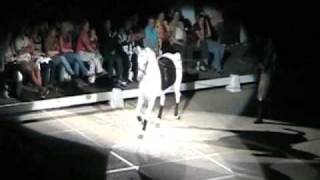 LOS MEJORES LIPIZZANER STALLIONS [upl. by Aerdnad]