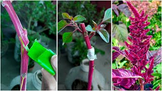 Smart way to grow amaranthus plant at home  Easy amp best method for garden [upl. by Fabio]