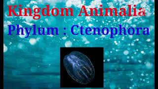 Kingdom Animalia  Phylum Ctenophora  Class 11th Biology  In Hindi [upl. by Hendrickson]