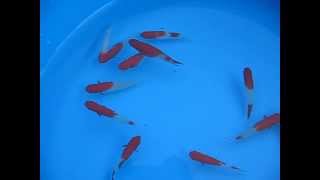 Selected quotAlbino Koi Kohakuquot swordtails breeders pt2 [upl. by Winn]