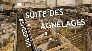 Suite des agnelages [upl. by Rihsab]